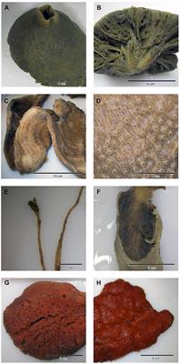 Prokaryotic Diversity and Community Patterns in Antarctic Continental Shelf Sponges